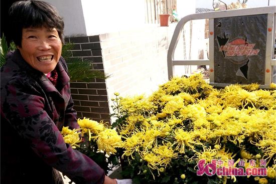 山東臨沂郯城金菊俏銷有訂單 花農(nóng)寫意映笑臉
